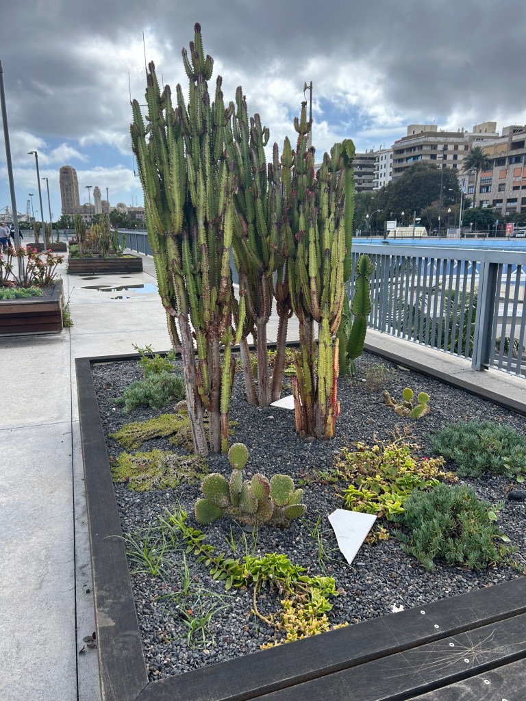 Cactus scenery outside of the port at Santa Cruz de Tenerife