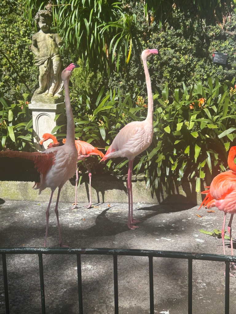 Flamingos in Monte Palace Tropical Gardens