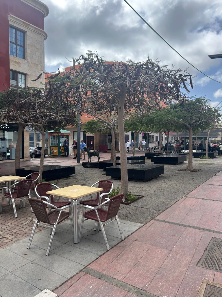 Unique trees in the town of Puerto del Rosario, Fuerteventura